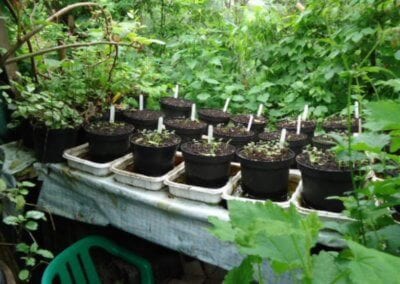 Le jardin-forêt en permaculture des fraternités ouvrières de Mouscron en Belgique produit des fruits et légumes en abondance toute l’année.