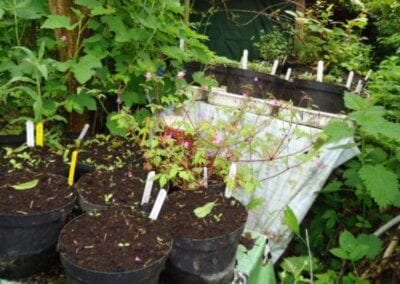 Le jardin-forêt en permaculture des fraternités ouvrières de Mouscron en Belgique produit des fruits et légumes en abondance toute l’année.