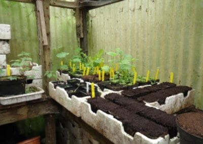 Le jardin-forêt en permaculture des fraternités ouvrières de Mouscron en Belgique produit des fruits et légumes en abondance toute l’année.