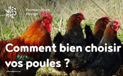 Comment bien choisir vos poules pour votre élevage ?