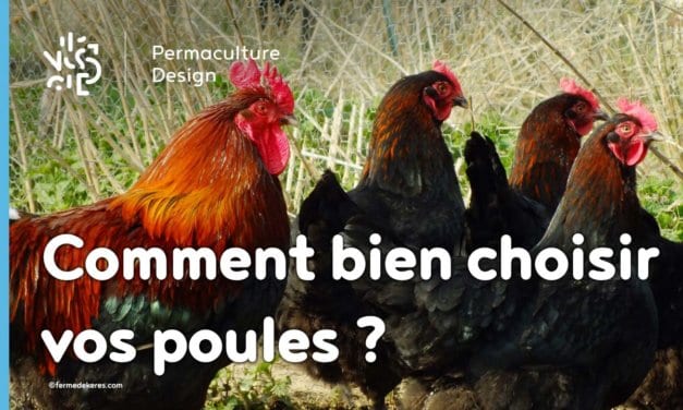 Comment bien choisir vos poules pour votre élevage ?