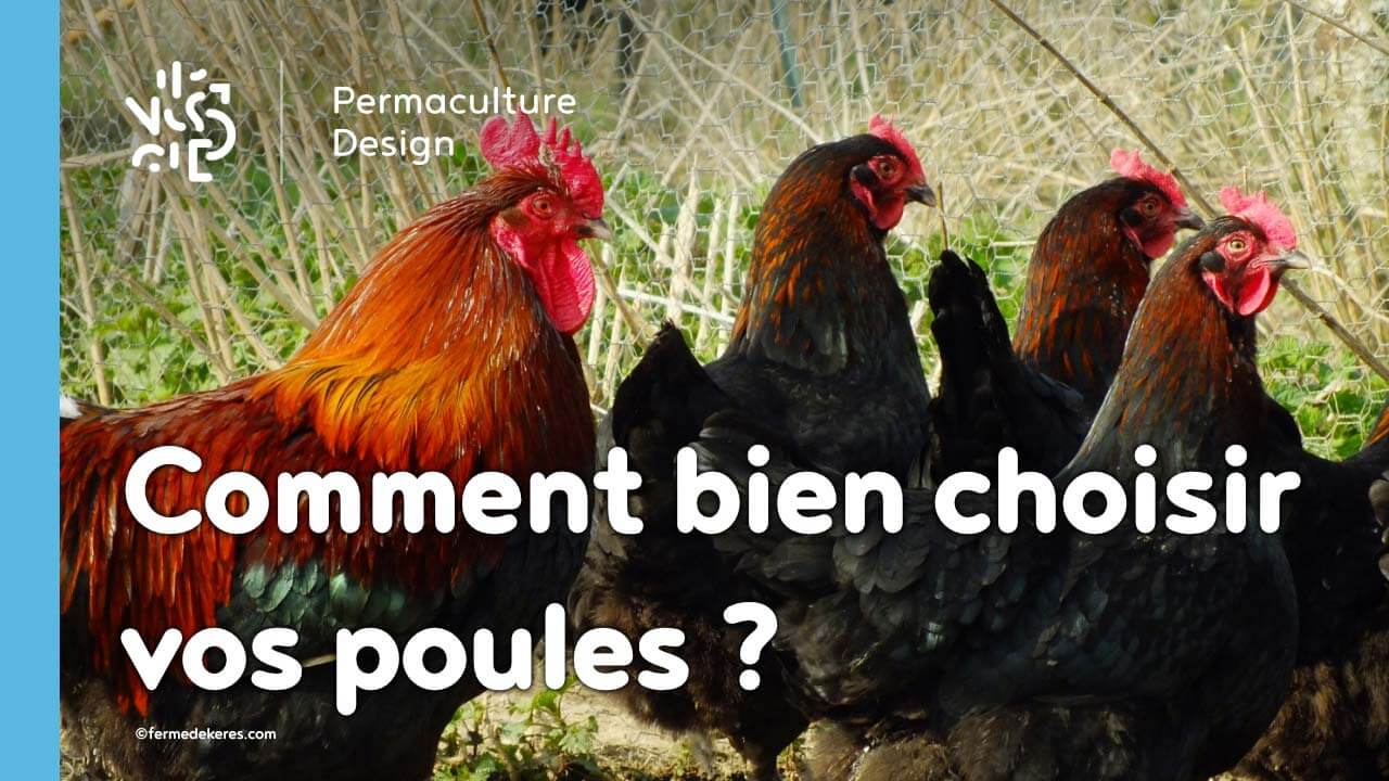 Comment bien choisir vos poules pour votre élevage ?