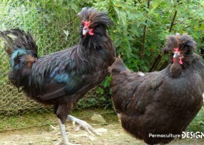 Hervé Husson, éleveur passionné, vous guide pour bien choisir les poules de votre petit élevage familial traditionnel.