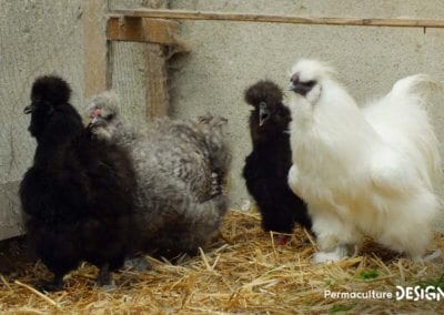 Hervé Husson, éleveur passionné, vous guide pour bien choisir les poules de votre petit élevage familial traditionnel.