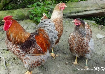 Hervé Husson, éleveur passionné, vous guide pour bien choisir les poules de votre petit élevage familial traditionnel.