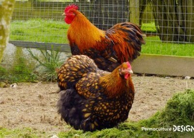 Hervé Husson, éleveur passionné, vous guide pour bien choisir les poules de votre petit élevage familial traditionnel.