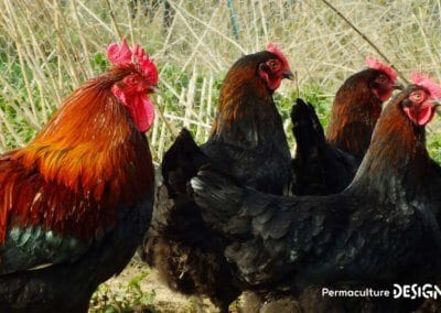 Hervé Husson, éleveur passionné, vous guide pour bien choisir les poules de votre petit élevage familial traditionnel.