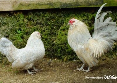 Hervé Husson, éleveur passionné, vous guide pour bien choisir les poules de votre petit élevage familial traditionnel.