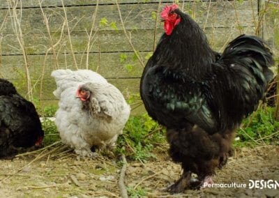 Hervé Husson, éleveur passionné, vous guide pour bien choisir les poules de votre petit élevage familial traditionnel.