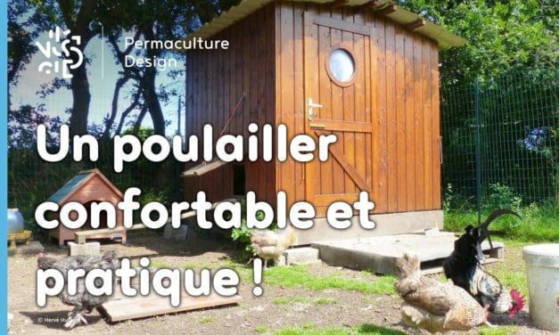 Conseils pour créer un poulailler pratique pour les poules et les éleveurs !