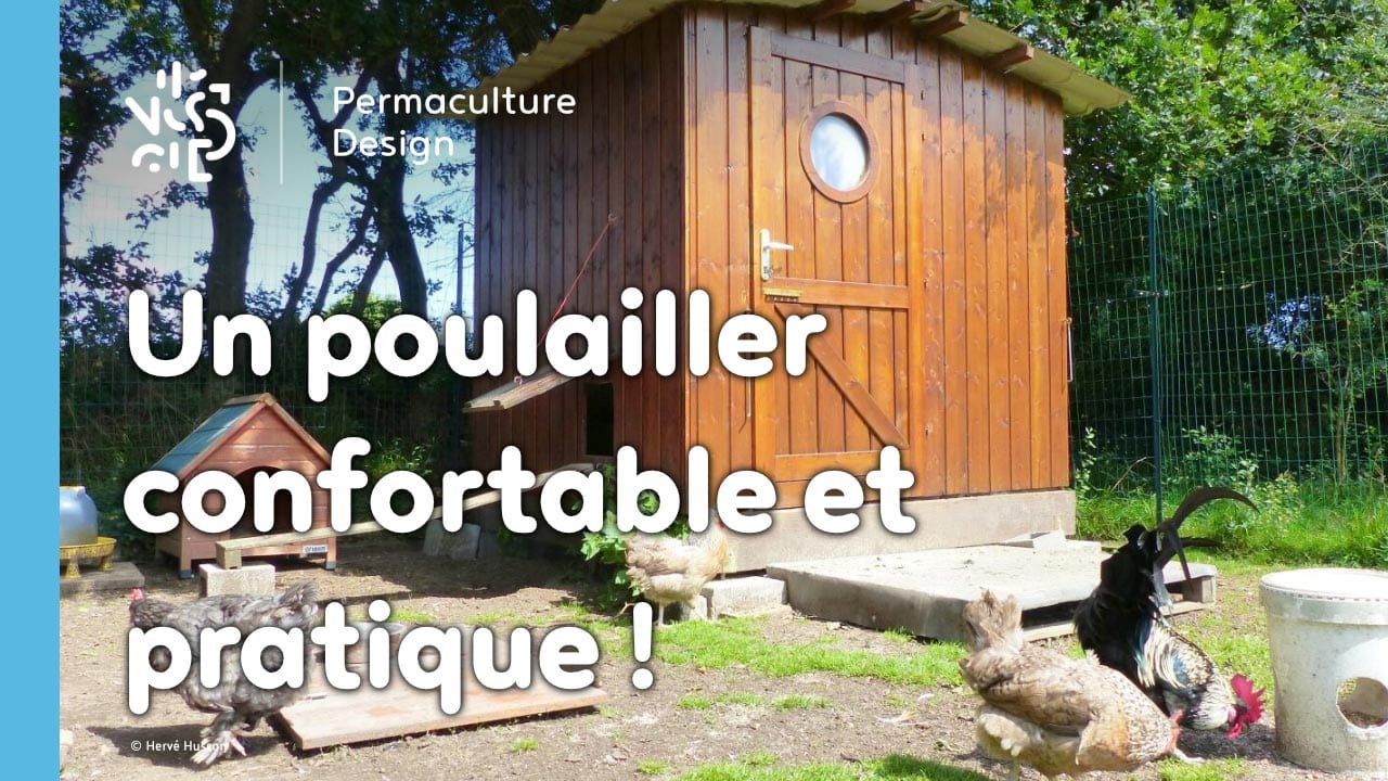 Conseils pour créer un poulailler pratique pour les poules et les éleveurs !