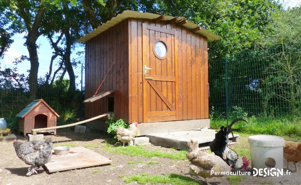 Hervé Husson nous conseille pour créer un poulailler confortable et pratique pour les poules comme pour les éleveurs.