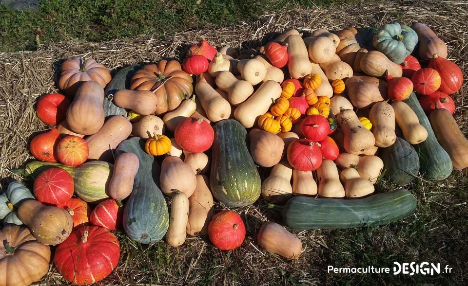 Réussir son installation de maraîchage en permaculture est avant tout une affaire de design pour éviter les erreurs.