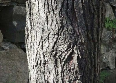 L’amélanchier canadensis ou amélanchier du Canada est une plante rustique très utile en permaculture.