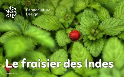 Le fraisier des Indes