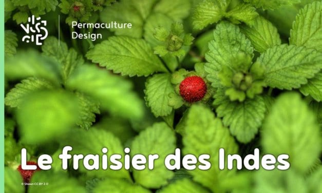 Le fraisier des Indes