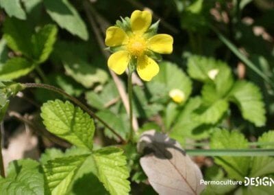 Le fraisier des Indes est une plante servant de couvre-sol vivant très utile en permaculture.