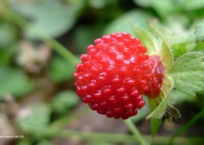 Le fraisier des Indes est une plante servant de couvre-sol vivant très utile en permaculture.