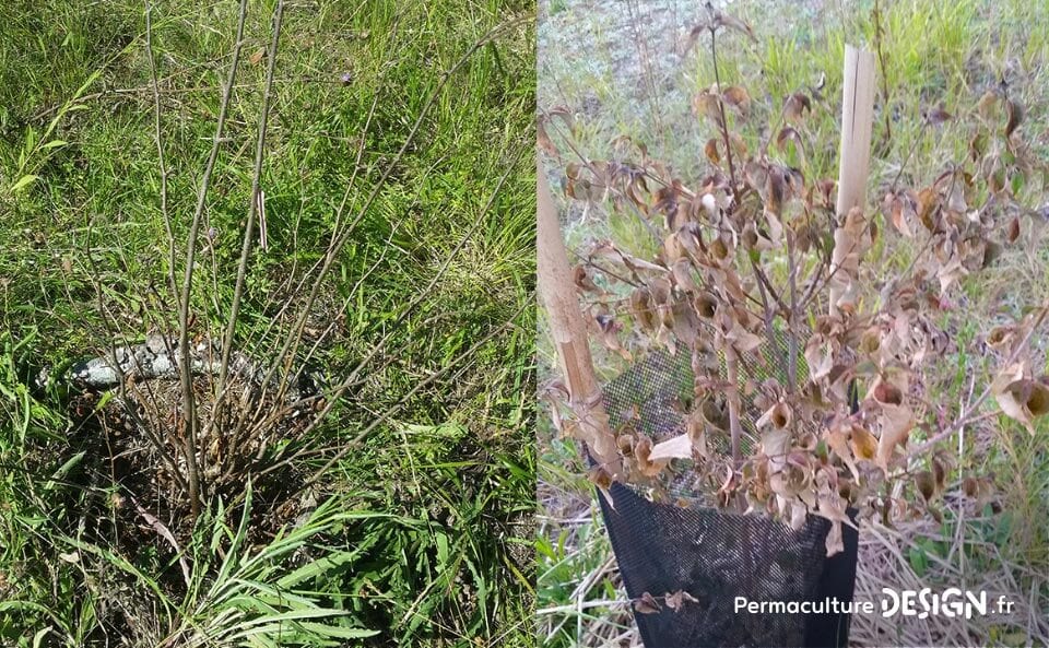 Suivi de la création d’un jardin-forêt comestible en permaculture au sein de la communauté du projet TERA.