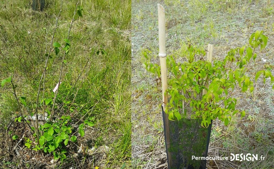 Suivi de la création d’un jardin-forêt comestible en permaculture au sein de la communauté du projet TERA.