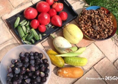 Grâce à la formation « Invitez la permaculture dans votre jardin », Myriam et Déborah ont transformé un parking en jardin potager résilient.