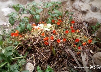 Grâce à la formation « Invitez la permaculture dans votre jardin », Myriam et Déborah ont transformé un parking en jardin potager résilient.