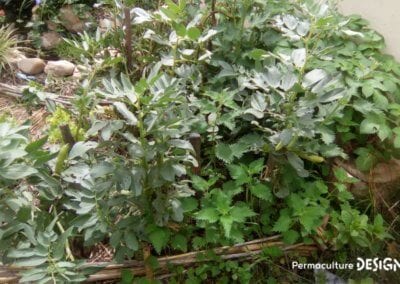 Grâce à la formation « Invitez la permaculture dans votre jardin », Myriam et Déborah ont transformé un parking en jardin potager résilient.