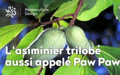 L’asiminier trilobé aussi appelé Paw Paw