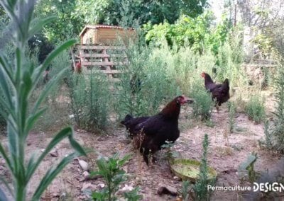 Julie et Ludovic ont réussi à transformer un verger classique en jardin d’abondance grâce au design de permaculture.