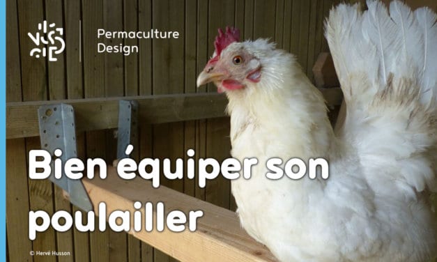 ​​Quels équipements choisir pour un poulailler confortable et pratique ?