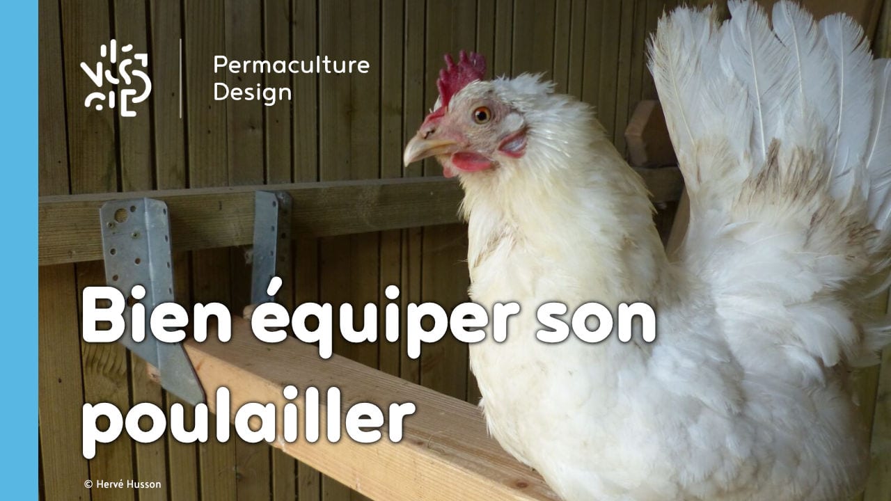 ​​Quels équipements choisir pour un poulailler confortable et pratique ?