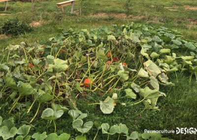 ​​Lauriane et Charles Durant, gérants de la Ferme du Vieux Poirier en Alsace depuis 2012, nous expliquent comment et pourquoi ils ont transformé leur micro-ferme grâce à la permaculture.