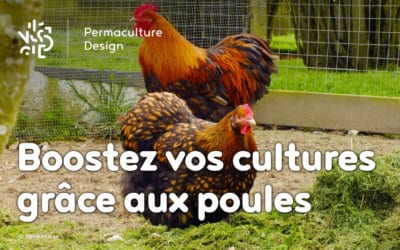 Du poulailler au jardin potager : valorisez simplement les productions de vos poules.