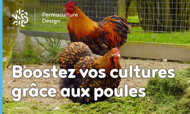 Du poulailler au jardin potager : valorisez simplement les productions de vos poules.