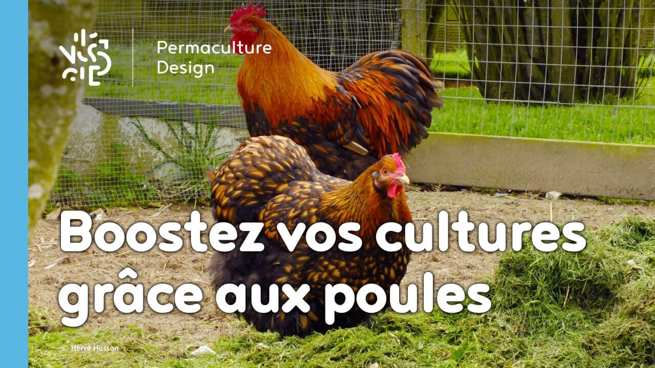 Du poulailler au jardin potager : valorisez simplement les productions de vos poules.