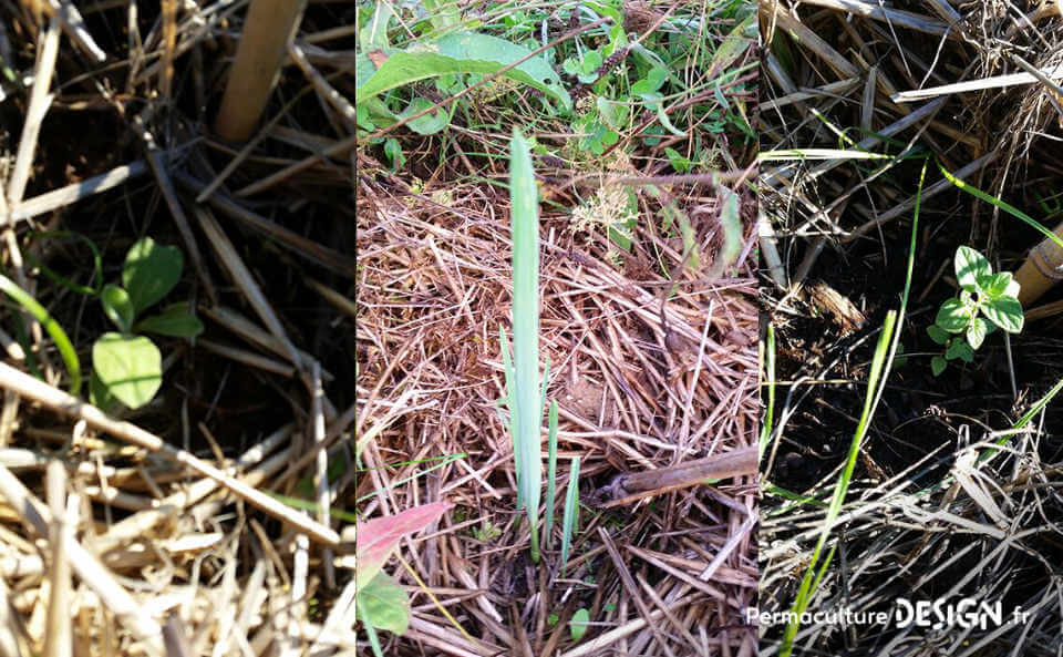 Bilan après un an d’organisation et de plantations pour créer un jardin-forêt comestible en permaculture au sein de la communauté du projet TERA.