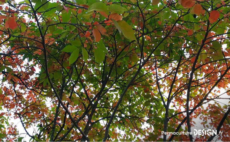 Bilan après un an d’organisation et de plantations pour créer un jardin-forêt comestible en permaculture au sein de la communauté du projet TERA.