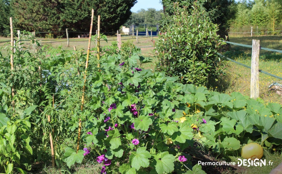 Membre de notre formation en ligne « Invitez la permaculture dans votre jardin », Mathilde a appliqué la méthodologie de design à son projet de vie global, lui permettant de réaliser, à son rythme, son changement de vie.