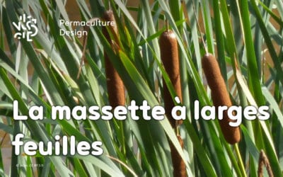 La massette à larges feuilles