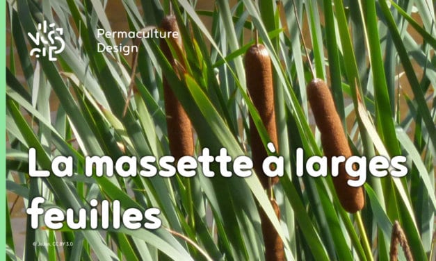 La massette à larges feuilles