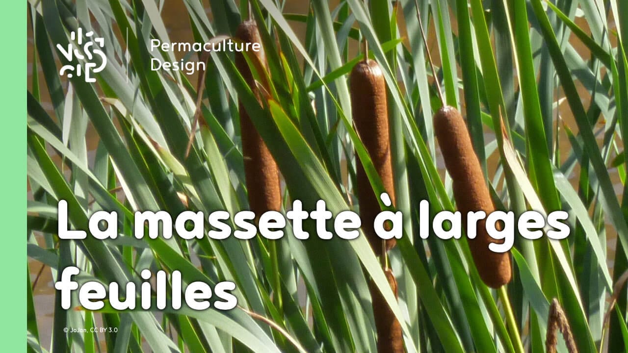 La massette à larges feuilles