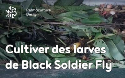 Culture de larves pour nourrir les poules dans un poulailler en permaculture