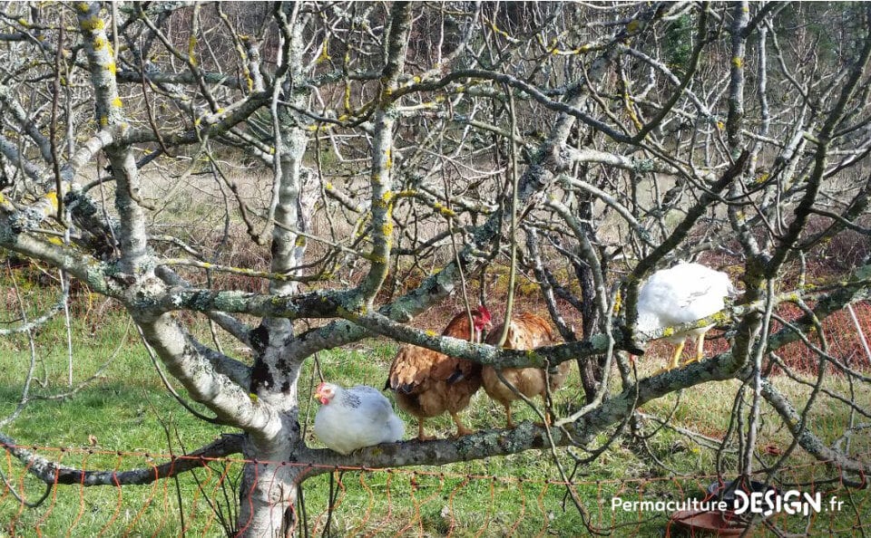 Découvrez les soins et entretiens du sol réalisés cet hiver et les nouveautés mises en place au jardin-forêt en permaculture du projet TERA pour produire à terme un maximum de nourriture.