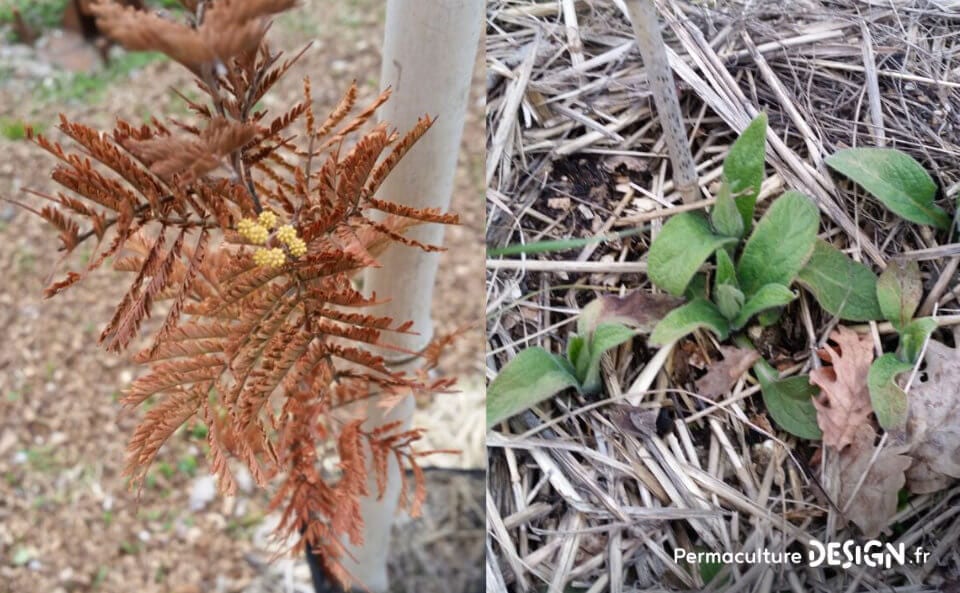 Découvrez les soins et entretiens du sol réalisés cet hiver et les nouveautés mises en place au jardin-forêt en permaculture du projet TERA pour produire à terme un maximum de nourriture.