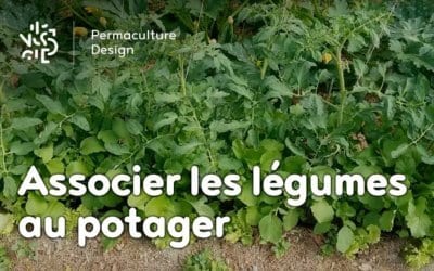 Les associations de légumes dans un potager en permaculture.