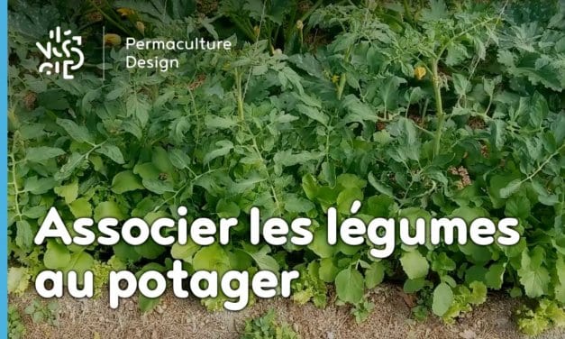 Les associations de légumes dans un potager en permaculture.