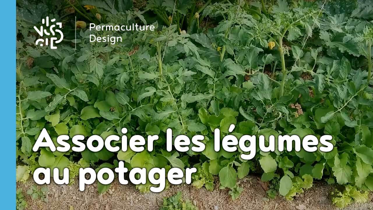 Les associations de légumes dans un potager en permaculture.