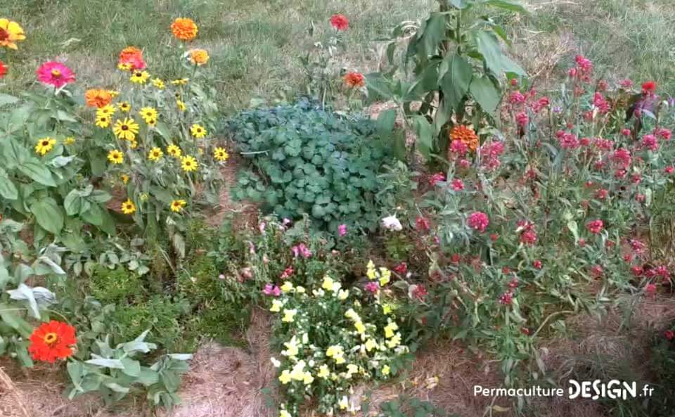 Le jardin en permaculture d’Olivier lui permet d’observer la nature, d’apprendre, d’expérimenter tout en inspirant son voisinage.