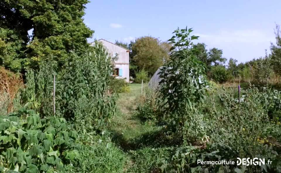 Le jardin en permaculture d’Olivier lui permet d’observer la nature, d’apprendre, d’expérimenter pour ensuite diffuser son savoir à son entourage.