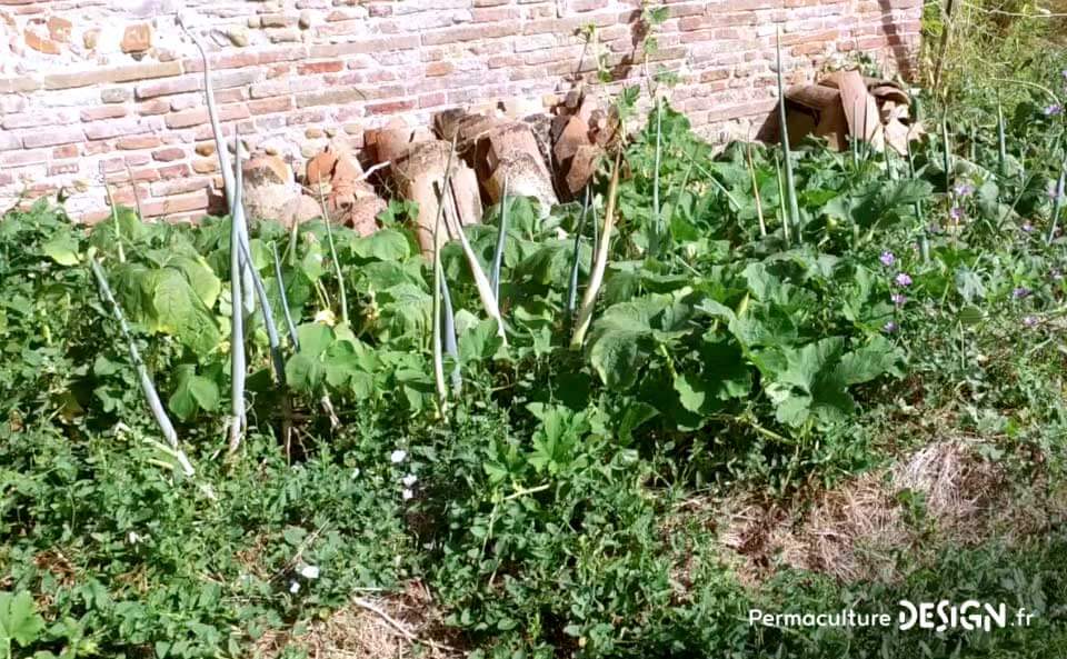 Le jardin en permaculture d’Olivier lui permet d’observer la nature, d’apprendre, d’expérimenter tout en inspirant son voisinage.